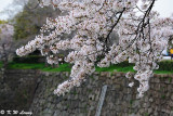 Sakura DSC_2630