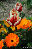 Tulip DSC_3452