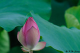 Lotus DSC_1374