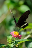 Papilio polytes DSC_8494