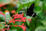 Papilio polytes DSC_6646