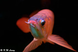 Red Arowana DSC_2598