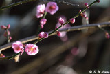 Plum blossom DSC_5303