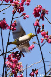 Japanese White-eye DSC_5904