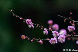 Plum blossom DSC_7210