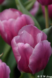 Tulip DSC_2238