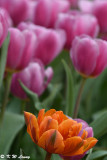 Tulip DSC_2293