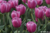 Tulip DSC_2241