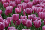 Tulip DSC_2288