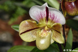 Orchid DSC_2129