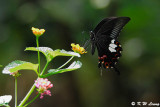Papilio helenus DSC_1101