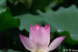 Lotus DSC_4477