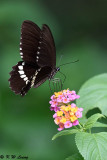 Papilio polytes DSC_4953