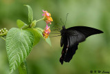 Papilio protenor DSC_5022