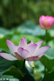 Lotus DSC_4439