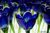 Glass tulips