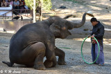 Elephant show DSC_2105