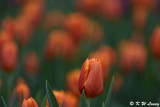 Tulip DSC_3932