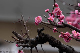 Plum blossom DSC_0058