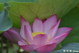 Lotus DSC_3868