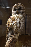 Owl DSC_4412