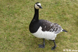 Barnacle goose DSC_4692