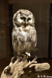 Owl DSC_4413