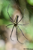 Nephila pilipes DSC_5781