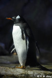 Gentoo penguin DSC_6799
