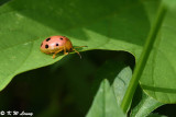 Lady Beetle DSC_0450