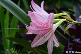 Hippeastrum rutilum DSC_0079