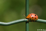 Lady Beetle DSC_0420