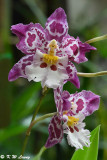 Orchid DSC_8609