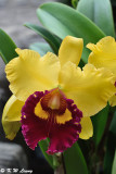 Orchid DSC_8581