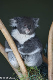 Koala DSC_2149