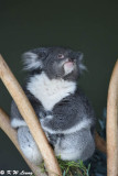 Koala DSC_2148