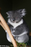Koala DSC_2154