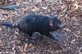 Tasmania devil DSC_2132