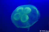 Jellyfish DSC_1404