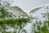 BYWM_GreatEgret_0013.jpg