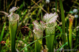 WeeksBay_PitcherPlants_0018.jpg