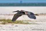 DL_GreatBlueHeron_0076.jpg