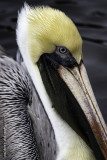 Pascagoula-BrownPelican-DSC_6039.jpg