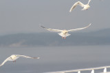dancing gulls.jpg