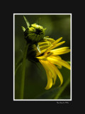 Yellow flower and bud
