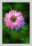 Love in a Mist 2