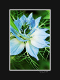 Love in a mist