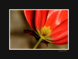 Red tulip