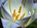 Tulip Closeup DSCF01982