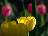 Hiding Yellow Tulip DSCF02134-2